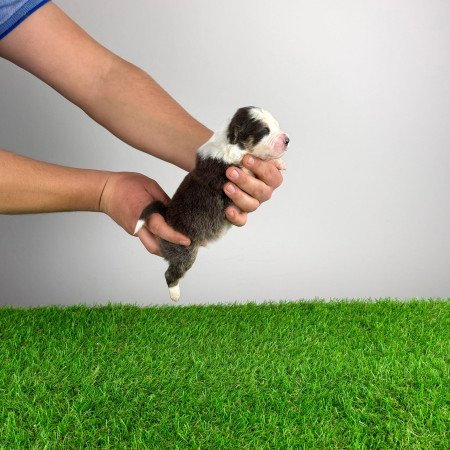 Törzskönyves Ausztrál juhászkutya kiskutya