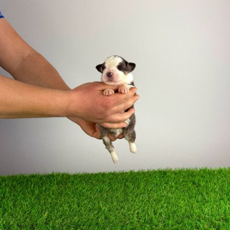 Törzskönyves Ausztrál juhászkutya kiskutya