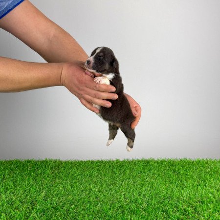 Törzskönyves Ausztrál juhászkutya kiskutya