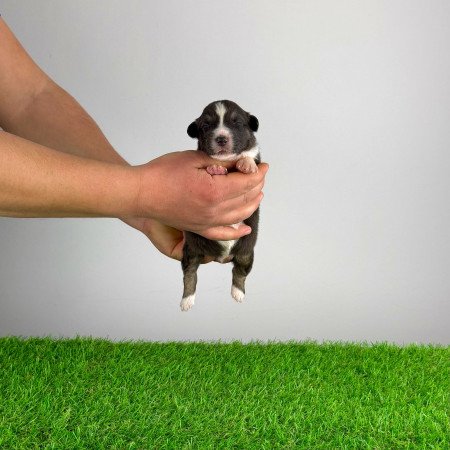 Törzskönyves Ausztrál juhászkutya kiskutya