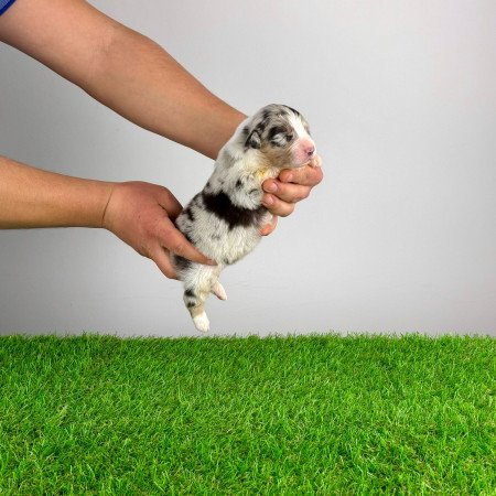 Törzskönyves Ausztrál juhászkutya kiskutya