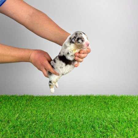 Törzskönyves Ausztrál juhászkutya kiskutya