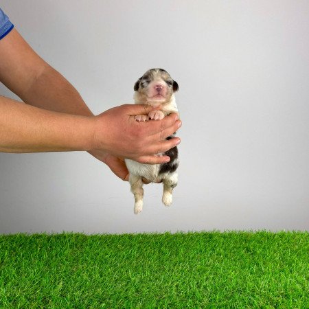 Törzskönyves Ausztrál juhászkutya kiskutya