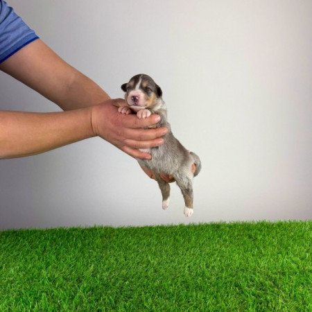 Ausztrál juhászkutya