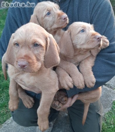 Drótszőrű magyar vizsla kölykök