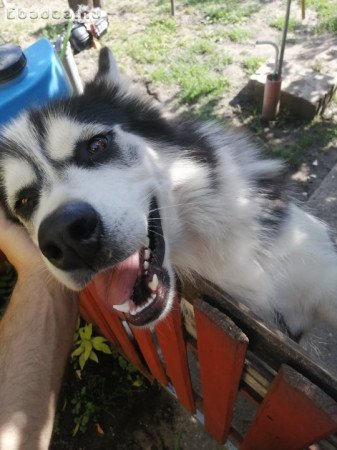 Husky szuka