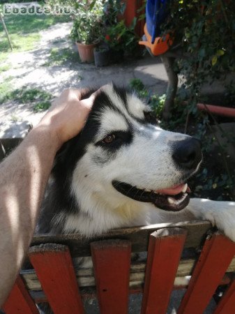 Husky szuka