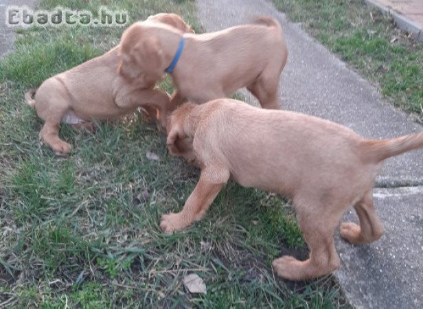 Drótszőrű magyar vizsla kölykök