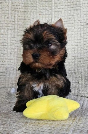 Yorkshire Terrier