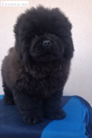 Törzskönyves Csau csau kiskutya elérhető