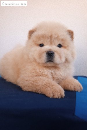 Törzskönyves Csau csau kiskutya elérhető