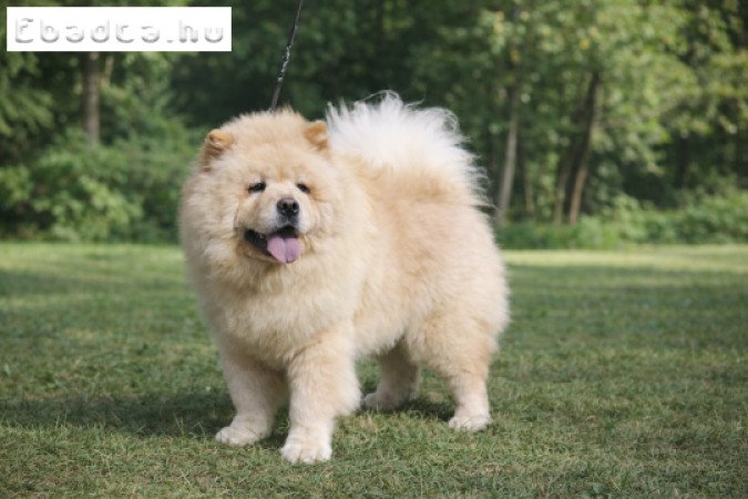 Törzskönyves Csau csau kiskutya elérhető