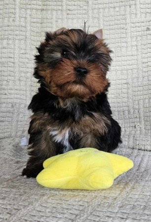 Yorkshire Terrier