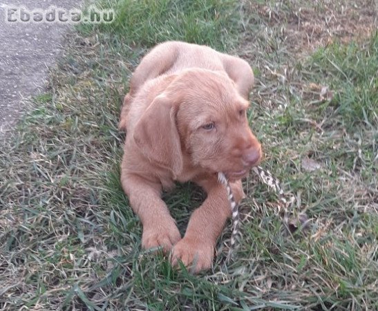 Drótszőrű magyar vizsla kölykök