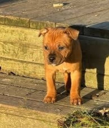 Staffordshire terrier