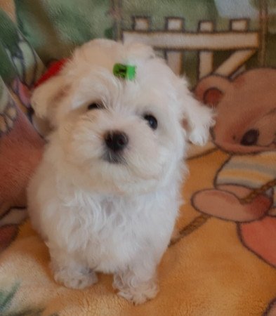 Bichon Havanese