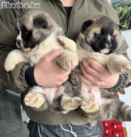 Amerikai Akita kölykök