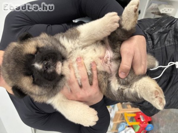 Amerikai Akita kölykök