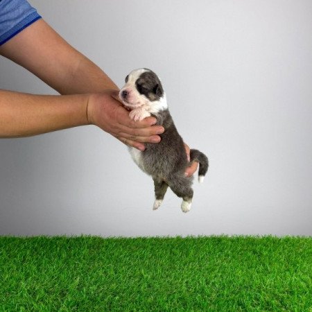 Ausztrál juhászkutya