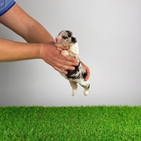 Ausztrál juhászkutya