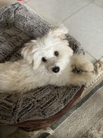 Coton de Tulear