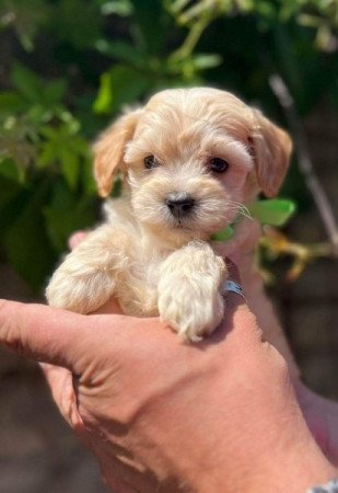 Máltai+uszkár=Maltipoo havanese bichon