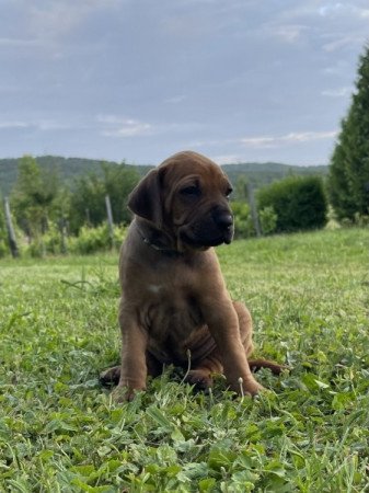 Rhodesian ridgeback (afrikai oroszlánkutya)