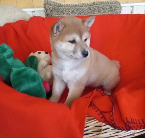 Shiba inu