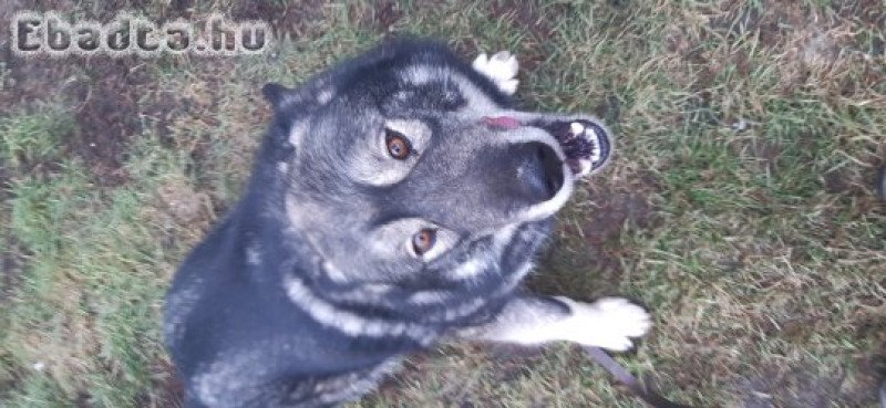 Ivartalanított husky kan