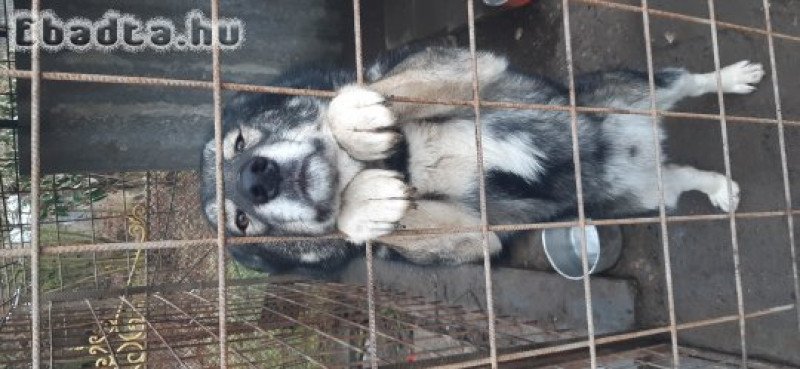 Ivartalanított husky kan