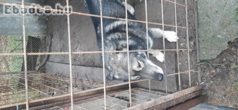 Ivartalanított husky kan