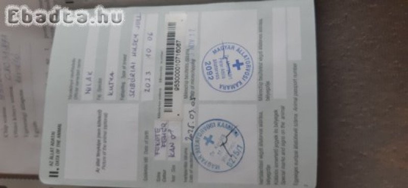 Ivartalanított husky kan