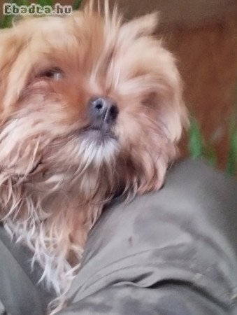 Yorkshire terrier arany