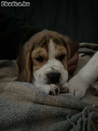 Beagle tricolor kiskutyák