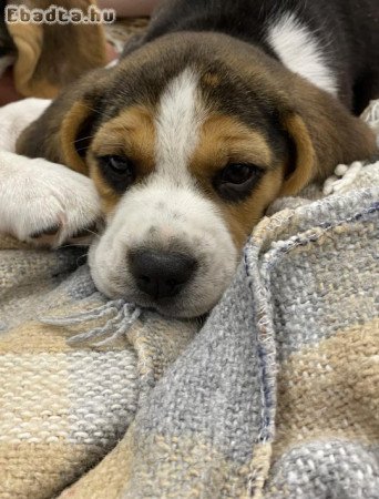 Beagle tricolor kiskutyák