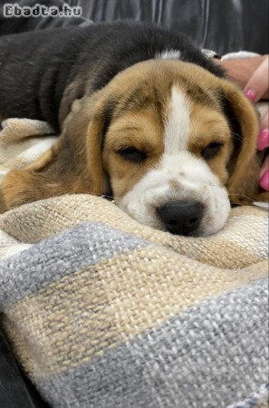 Beagle tricolor kiskutyák