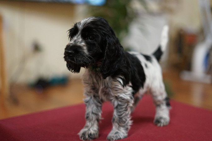 Angol Cocker Spániel kiskutyák eladók