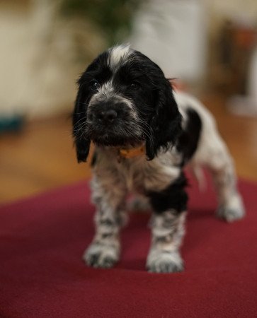 Angol Cocker Spániel kiskutyák eladók