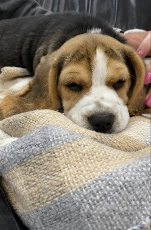 beagle