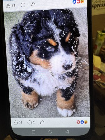 Berni pásztor szuka