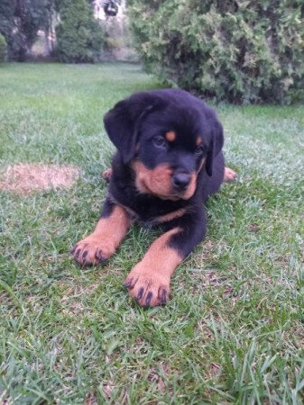 Rottweiler