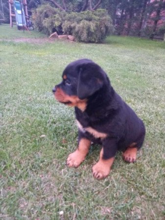 Rottweiler