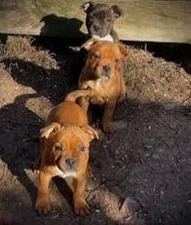 Staffordshire terrier