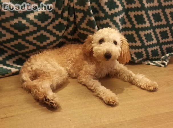 Törpe Uszkár kiskutya