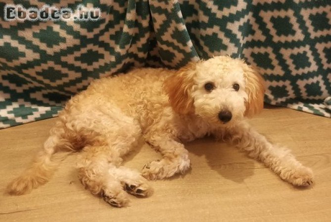 Törpe Uszkár kiskutya