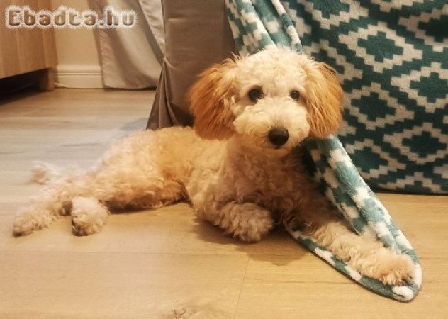 Törpe Uszkár kiskutya