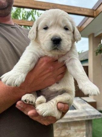 Golden retriever