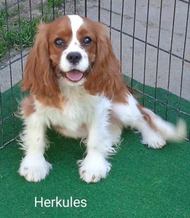 Cavalier King Charles Spaniel