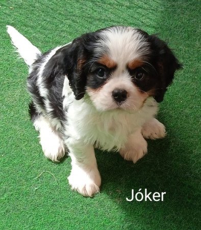 Cavalier King Charles Spaniel