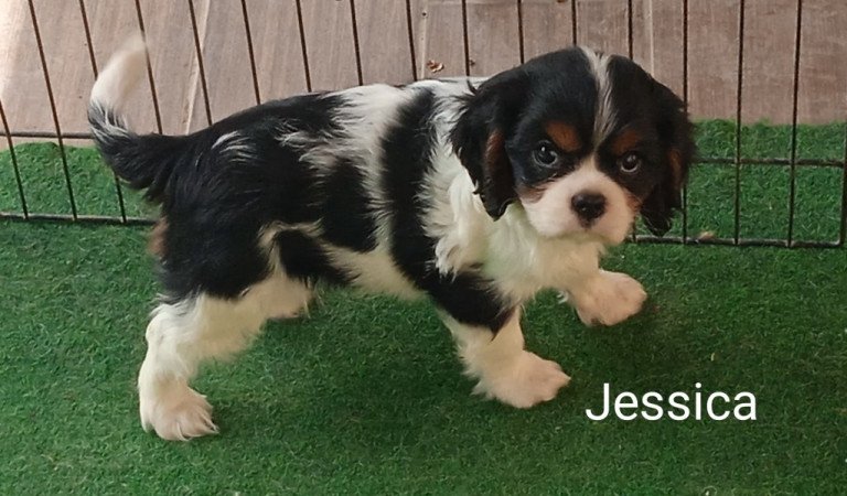 Cavalier King Charles Spaniel